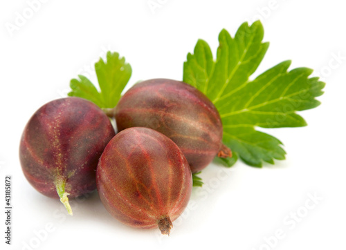 Foto: Gooseberry with leaf Gooseberry with leaf