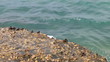 crabs and sea