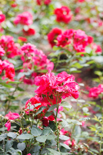Photo: red roses in the garden red roses in the garden