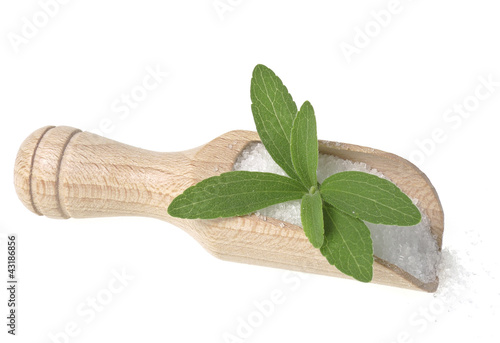Photo: stevia rebaudiana healthy herb stevia rebaudiana healthy herb