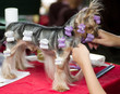 Puppy yorkshire terrier with rollers