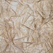 Foto: Brown mulberry Brown mulberry