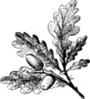 Branch of Quercus robur