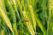 Wheat