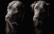 Photo: Two handsome chocolate labradors Two handsome chocolate labradors