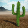 Cactus in the desert