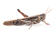 grasshopper closeup on white background