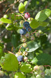 High-bush Blueberries
