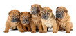 A group of five shar pei dogs