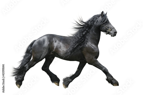 Photo: Friesian horse on a white background Friesian horse on a white background