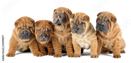 Foto: A group of five shar pei dogs A group of five shar pei dogs