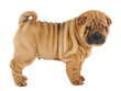 Photo: Shar pei puppy in studio Shar pei puppy in studio