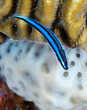 Neon Goby resting on top of brain coral.