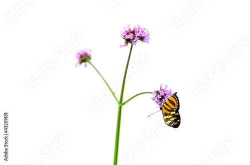 Photo: Monarch Butterfly Monarch Butterfly