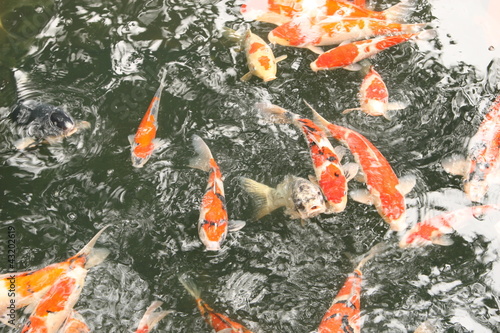 Photo: koi fish koi fish