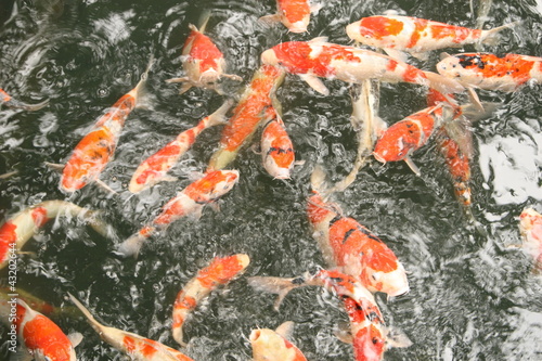 Photo: koi fish koi fish