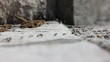 Ants way