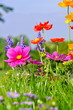 Blumenbeet
