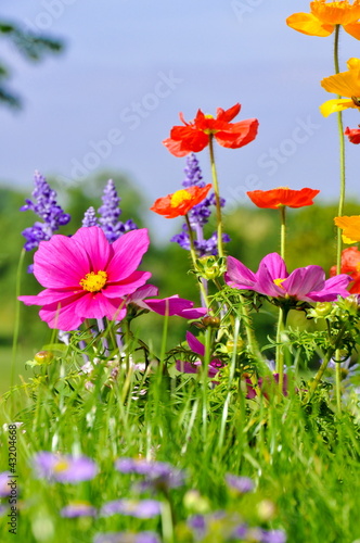 Photo: Blumenbeet Blumenbeet