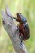 Oryctes nasicornis