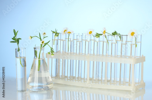 Photo: Test-tubes with a transparent solution and the plant Test-tubes with a transparent solution and the plant