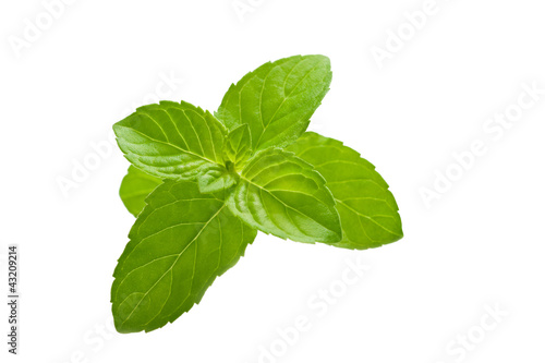 Photo: mint mint
