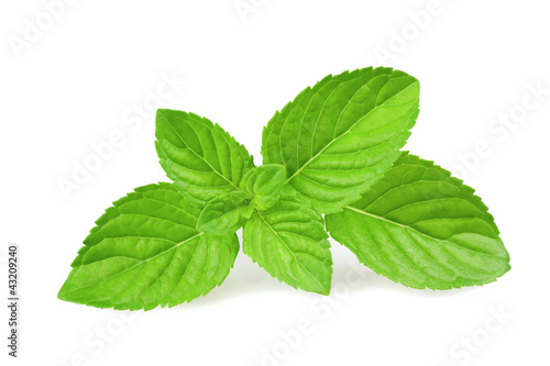 Photo: mint mint