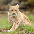 Young lynx