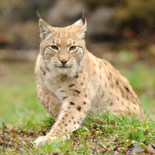 Photo: Young lynx Young lynx