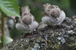 Guckst Du