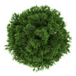 top view of small-leaved lime tree isolated on white background
