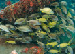 Mixed school of Grunts sheltering beneath a coral ledge.