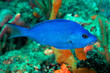 Blue Hamlet swimming over a coral reef.