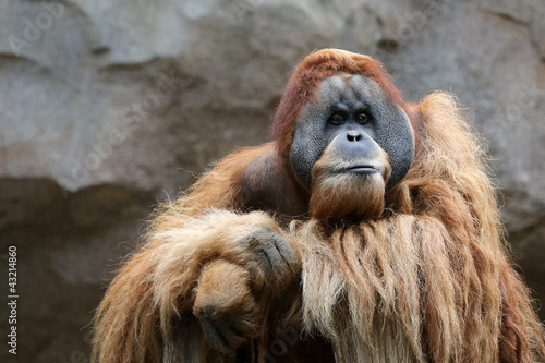 Foto: Orang Utan Männchen Orang Utan Männchen