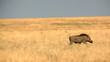 Warzenschwein auf der flucht