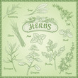 Vector Herbs Set