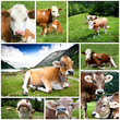 Foto: mucche collage mucche collage