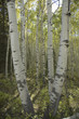 Photo: Aspen grove in autumn near Telluride Colorado Aspen grove in autumn near Telluride Colorado