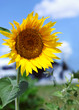 Photo: Sunflower Sunflower