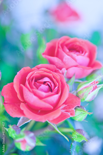Photo: Close-up of pink rose buds Close-up of pink rose buds