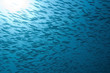 Photo: Large shoal of fusiliers in the sun Large shoal of fusiliers in the sun
