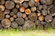 altes brennholz
