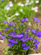 Many dark blue flowers lobelia
