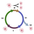 Cell cycle, eps8