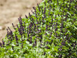 Basil