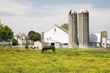 Photo: Horses grazing in yellow field in front of Pennsylvania-style barn and silos in Lancaster, Pennsylvania Horses grazing in yellow field in front of Pennsylvania-style barn and silos in Lancaster, Pennsylvania