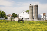 Photo: Horses grazing in yellow field in front of Pennsylvania-style barn and silos in Lancaster, Pennsylvania Horses grazing in yellow field in front of Pennsylvania-style barn and silos in Lancaster, Pennsylvania