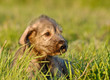 Irish Wolfhound Puppy