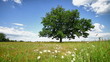 Video: Lone oak tree on a summer meadow Lone oak tree on a summer meadow