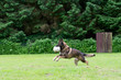 German shepherd dog playing with a ball